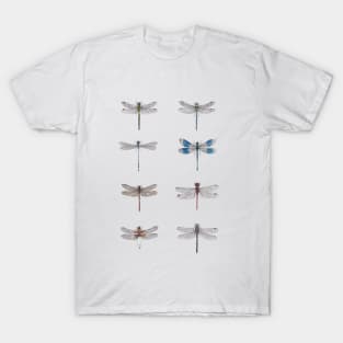 Dragonfly Studies T-Shirt